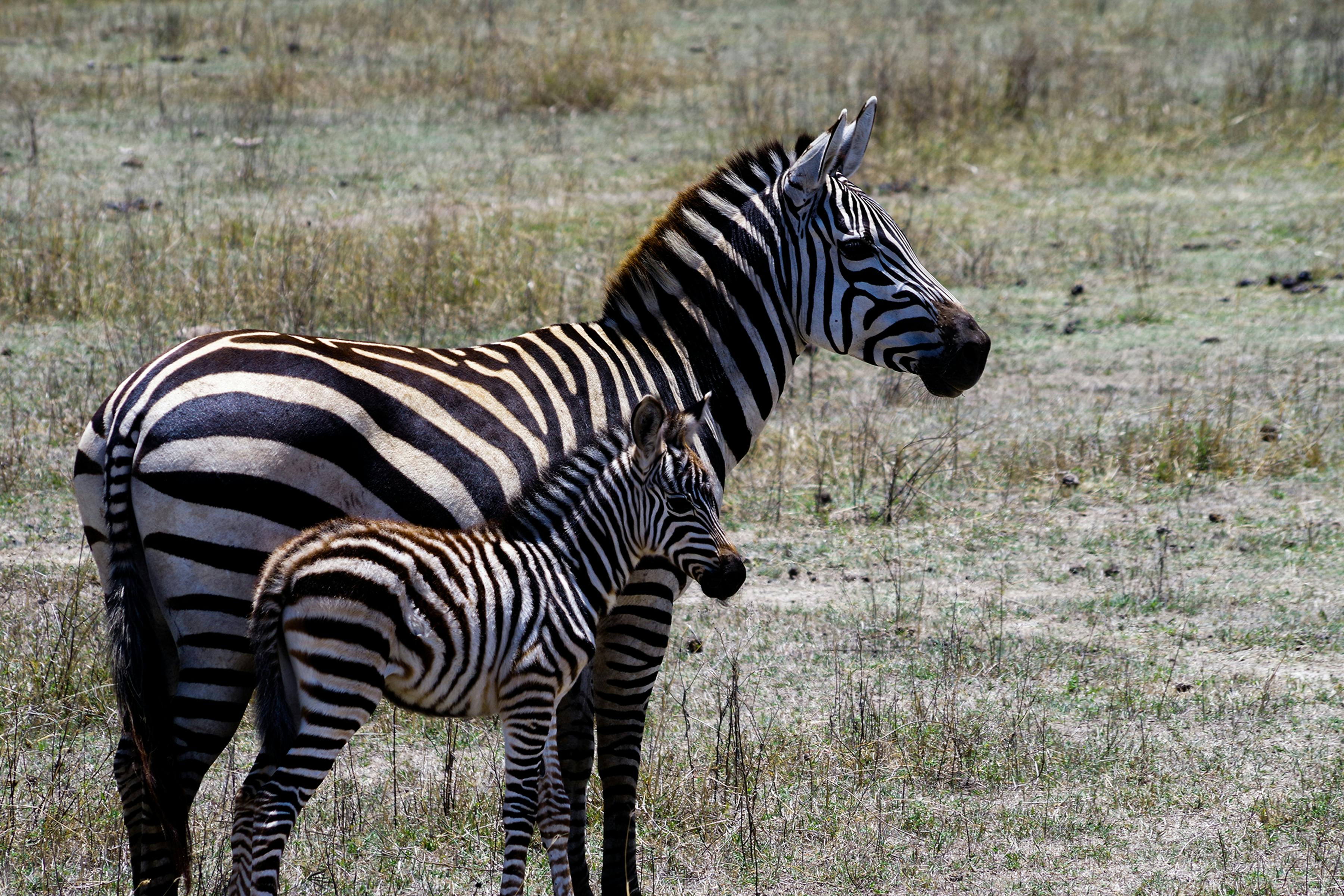 Arusha National Park