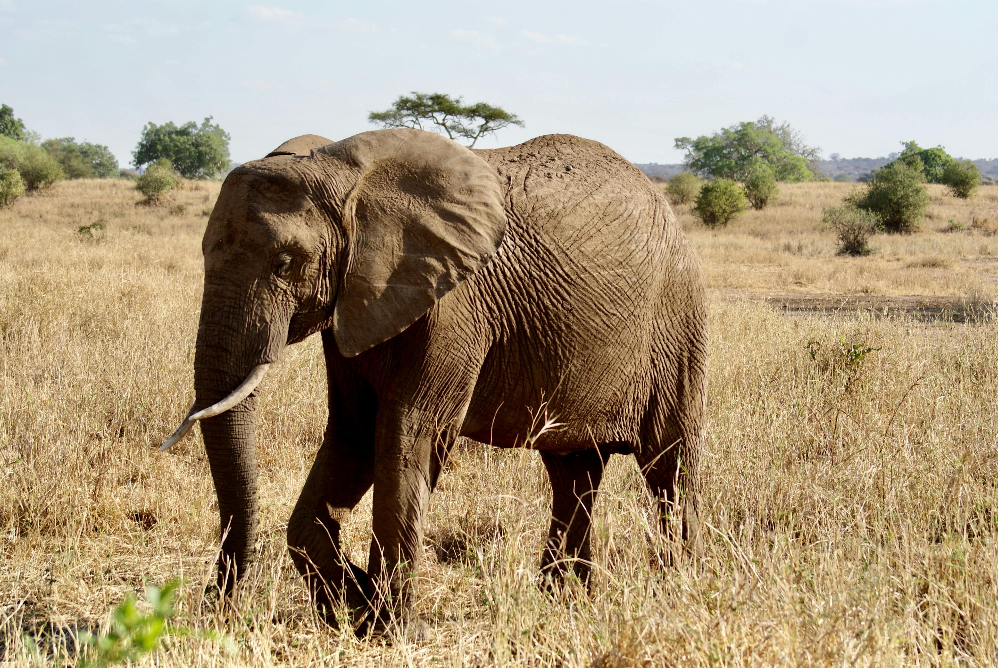 Tarangire National Park