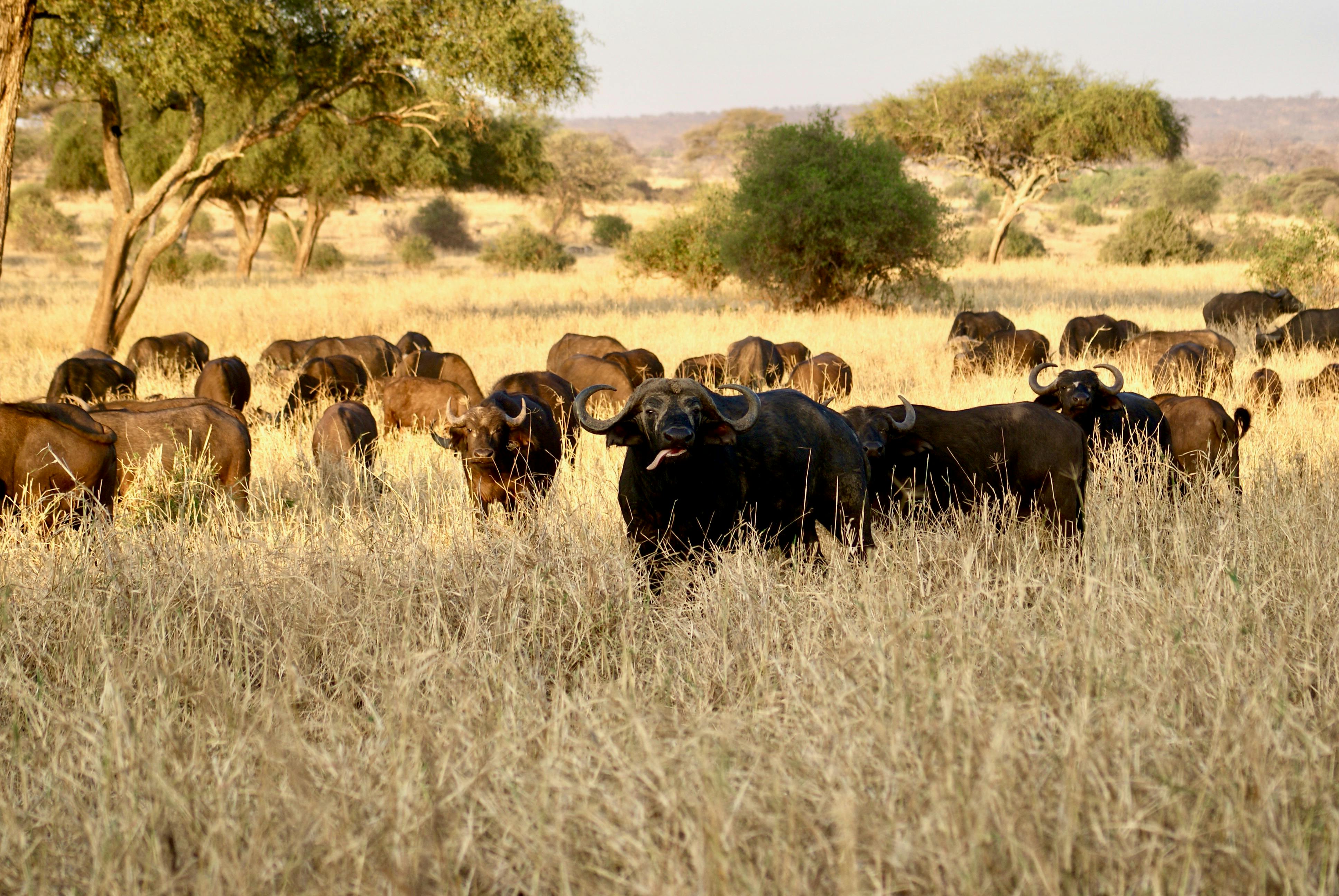 Ruaha National Park