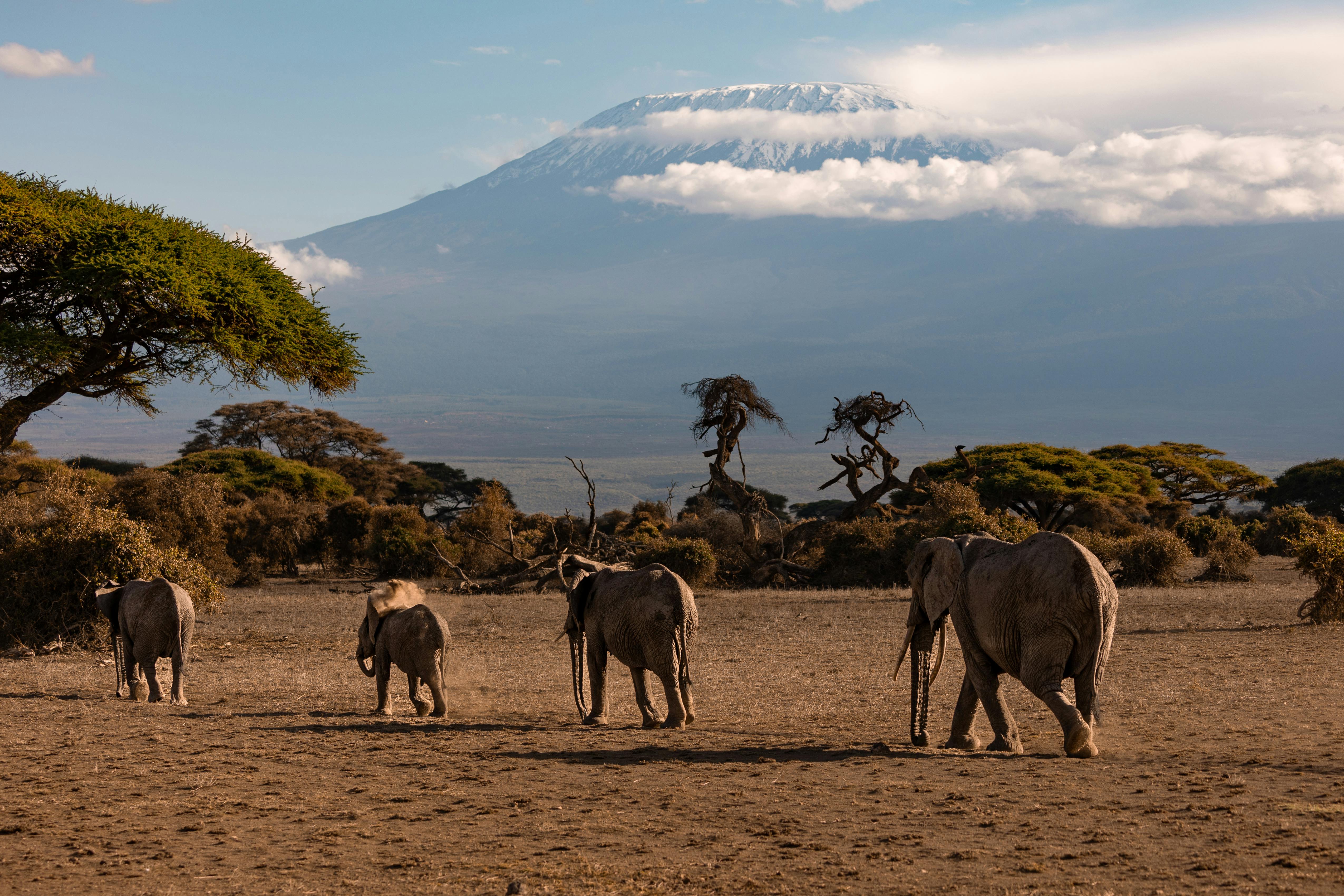 Mt Kilimanjaro