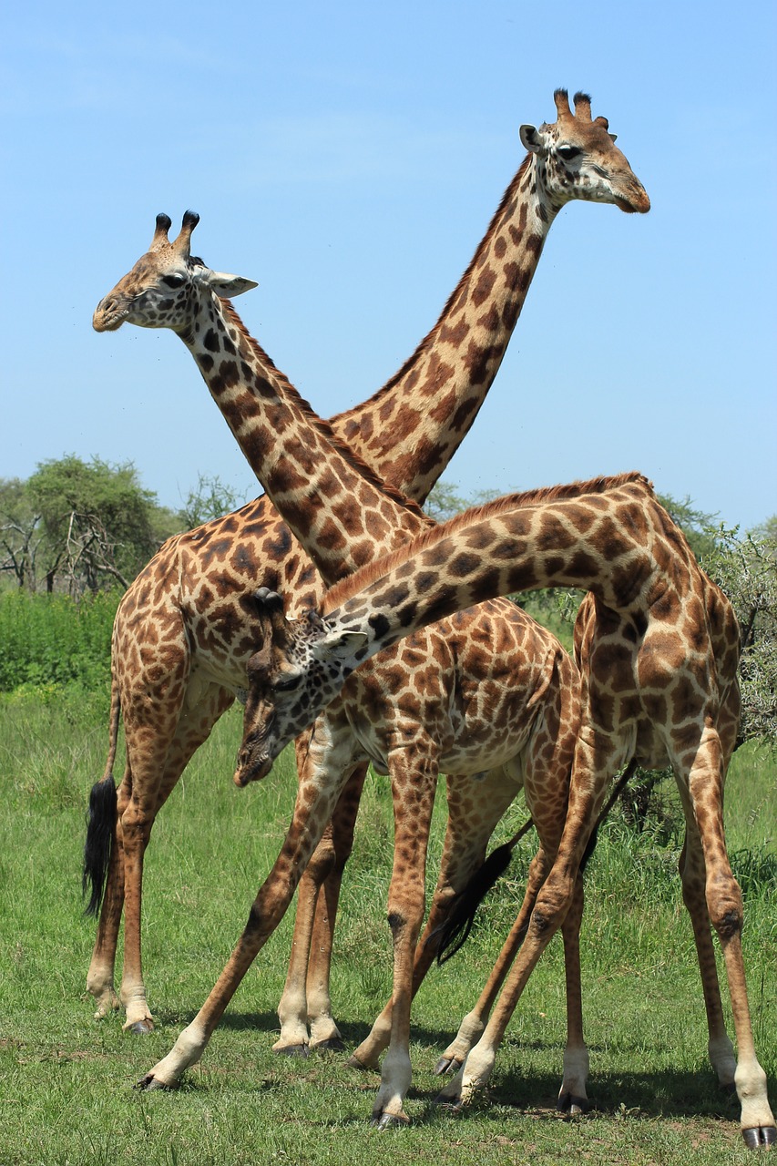 package Image