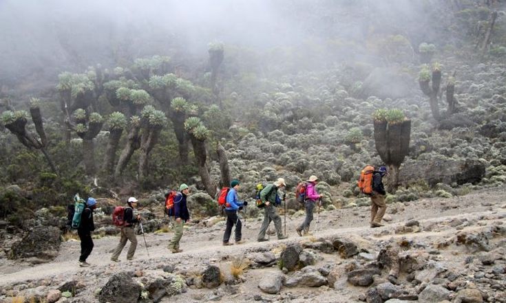 8-Day Mount Kilimanjaro Trekking Itinerary (Lemosho Route – Boma Route)